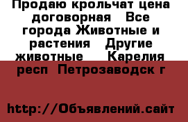 Продаю крольчат цена договорная - Все города Животные и растения » Другие животные   . Карелия респ.,Петрозаводск г.